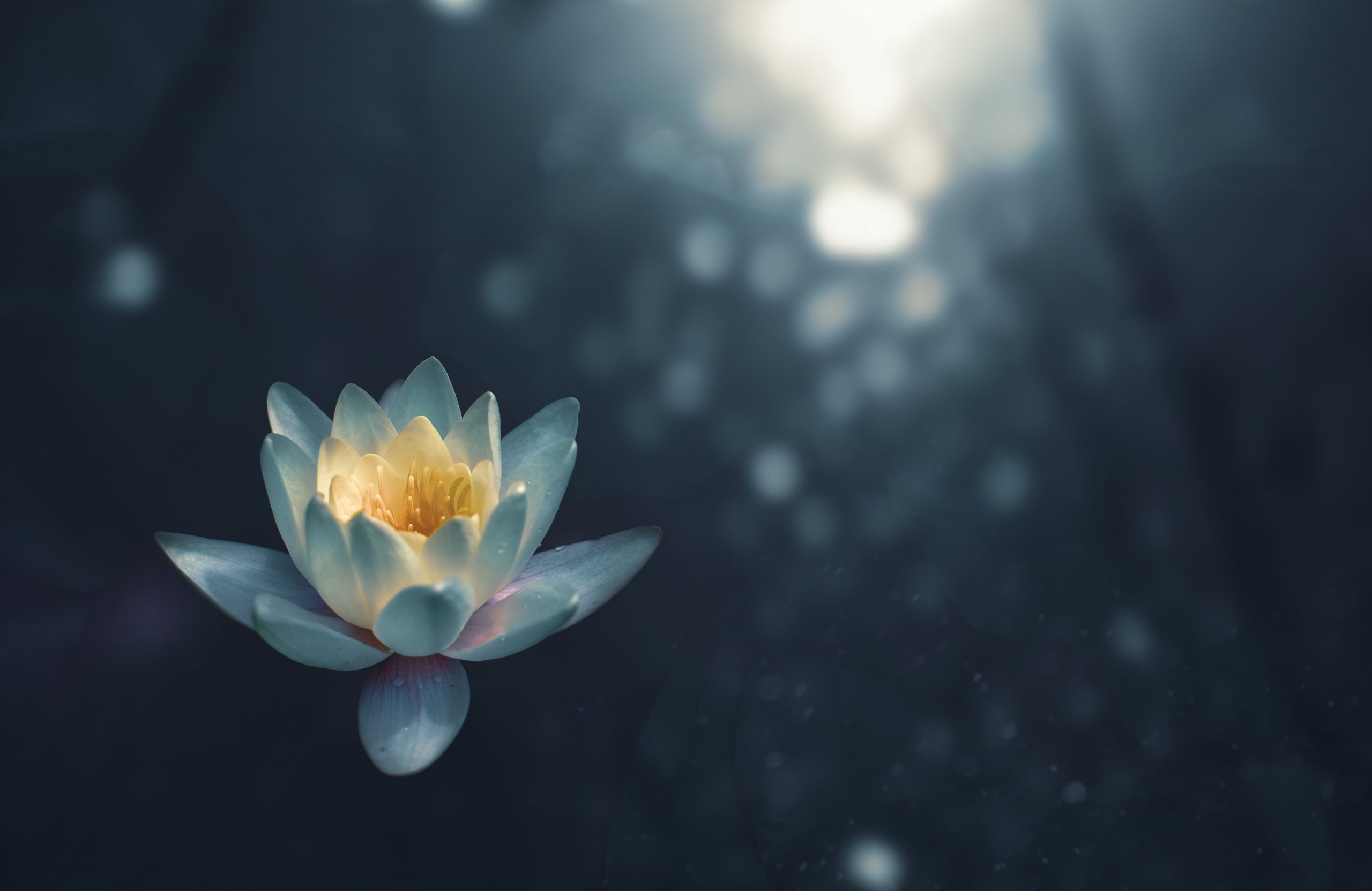 lotus shimmer