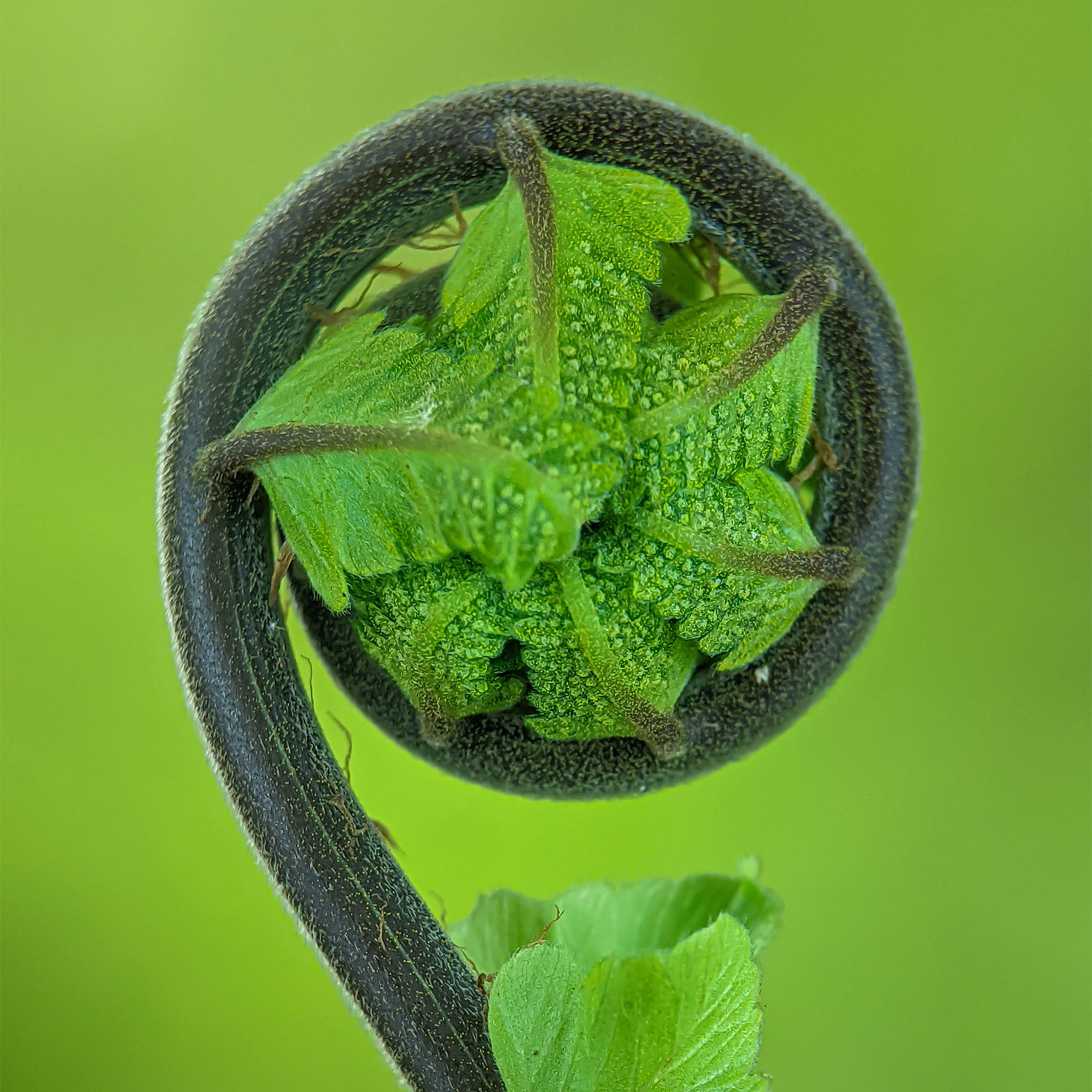 pexels-macro-photography-12412301-12514379 Max meditation